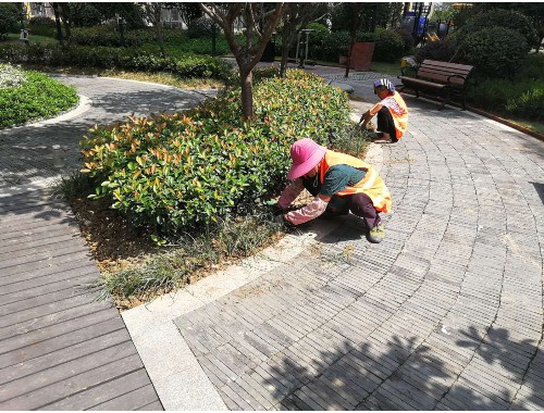 宁波绿化苗木市场分析
