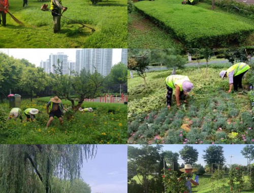 医院绿化亮化工程招标公告