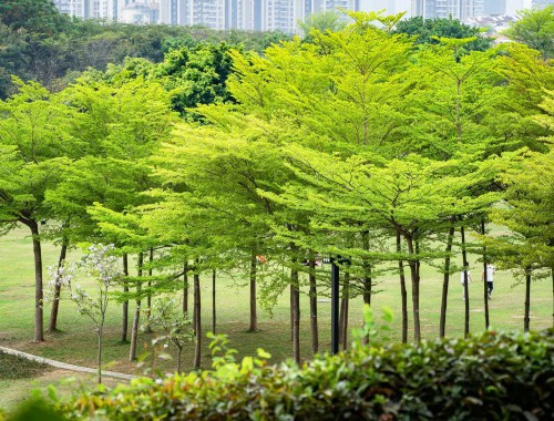 现在城市绿化最紧缺的树